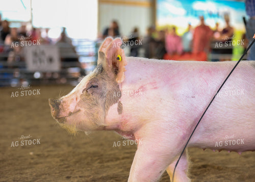 Showing Pigs 160099