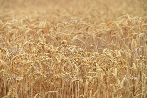 Wheat Field 129051