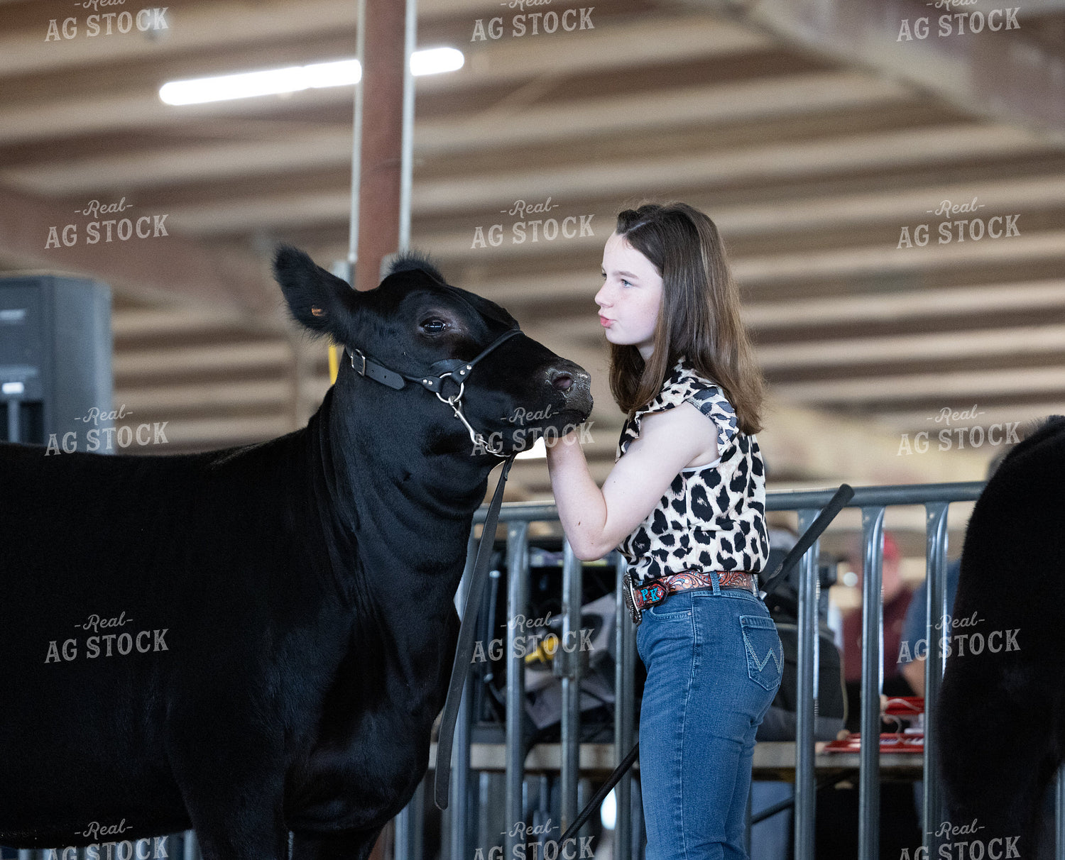 Showing Cattle 143033