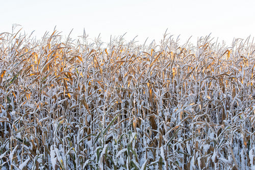 Snow Covered Corn 50435