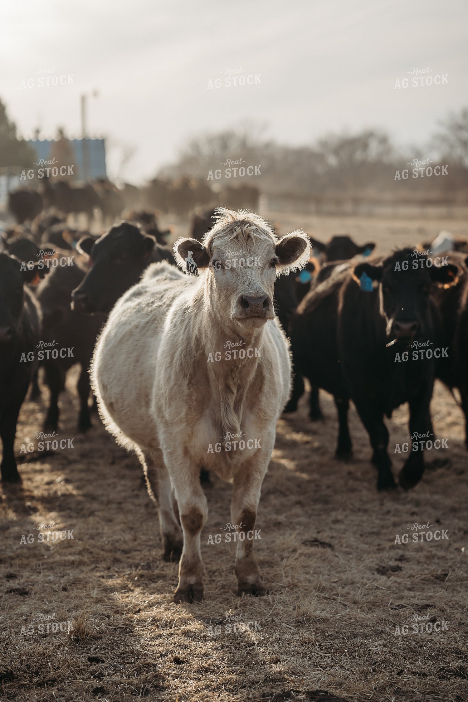 Unloading Cows on Pasture 196227