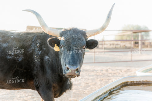 Longhorn Cattle 184021