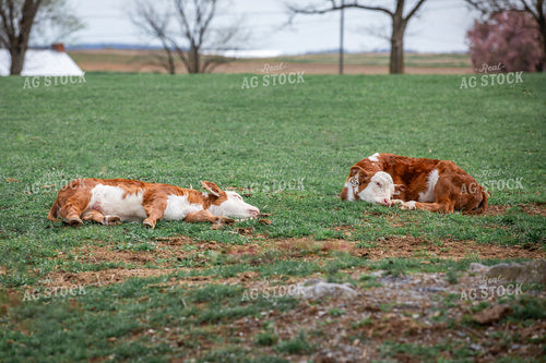 Hereford Calves 270500