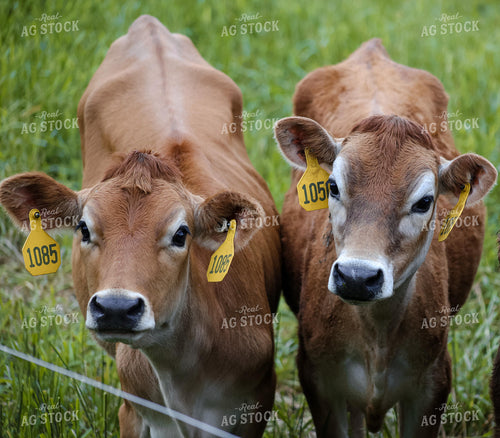 Jersey Calves 261101