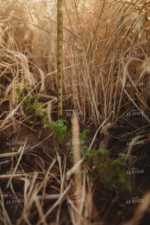 Farmer Agronomist with Tape Measure in Soybean and Rye Cover Crop Field 5858