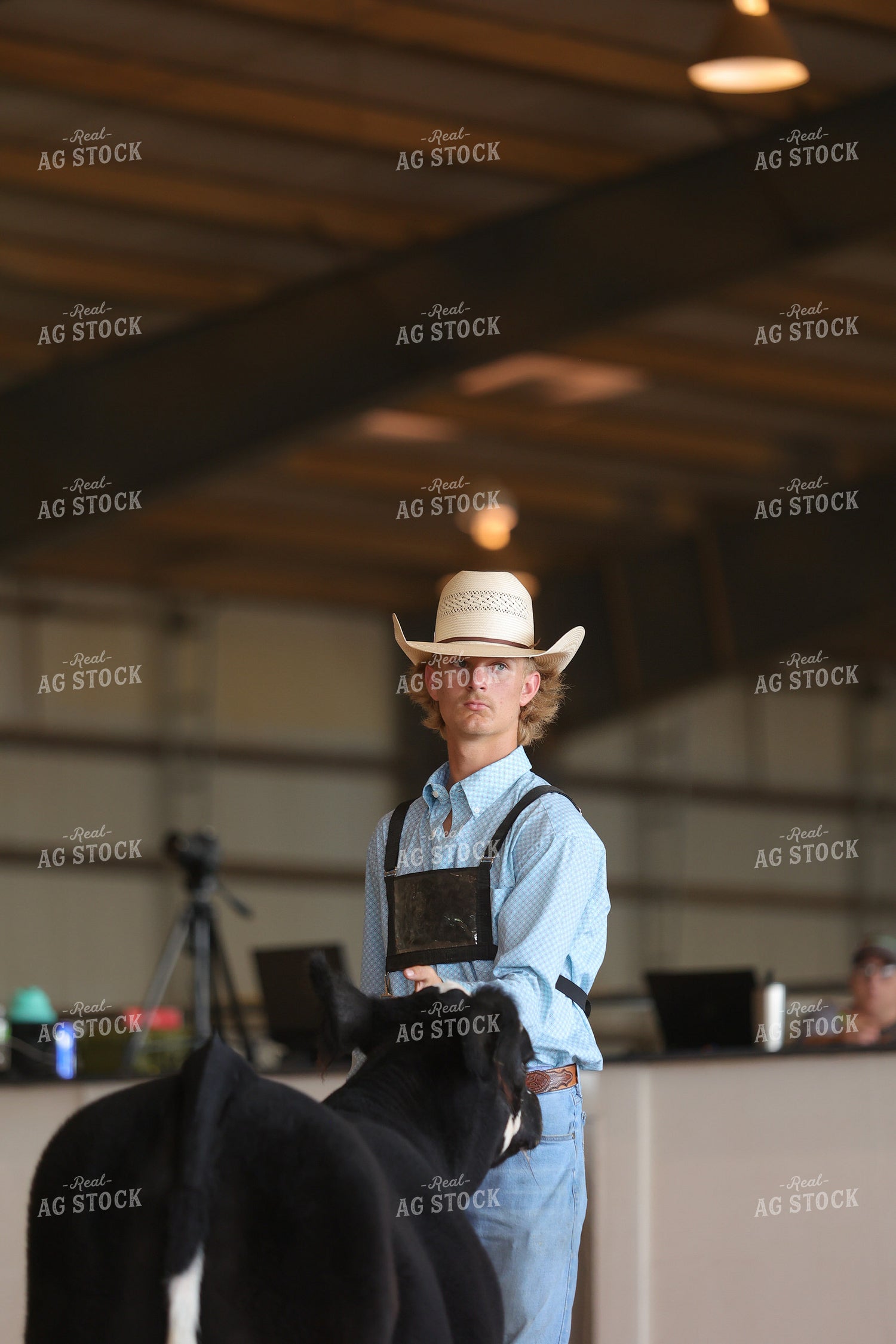 Showing Cattle 52460
