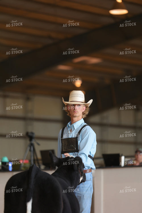 Showing Cattle 52460