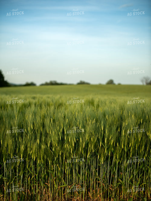 Barley Field 76604