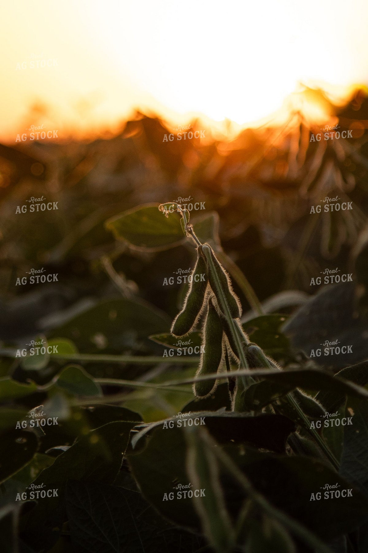 Soybean Pods at Sunset 415004