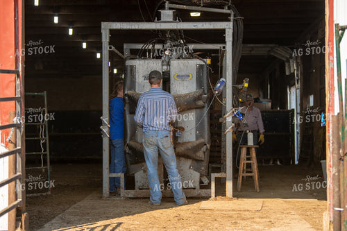 Ranchers Working Cattle 212155