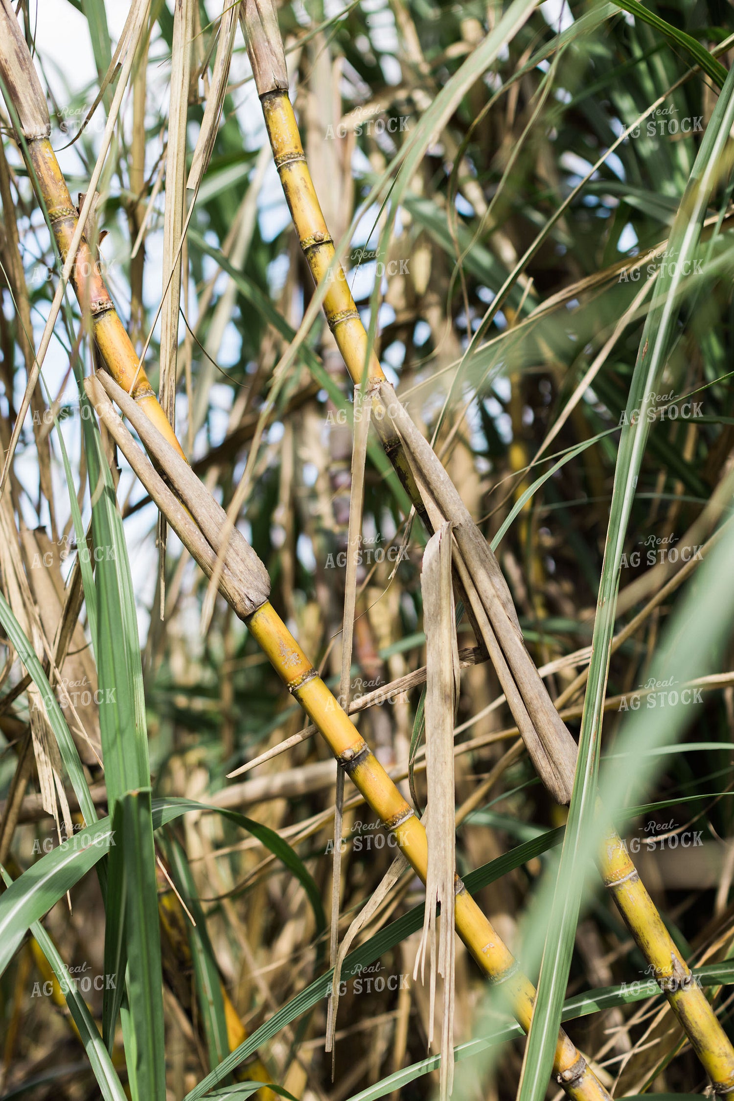 Florida Sugar Cane Field 7326