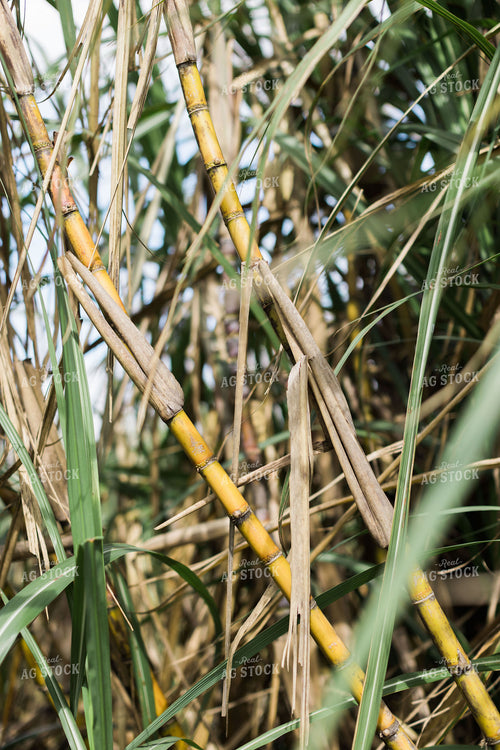Florida Sugar Cane Field 7326