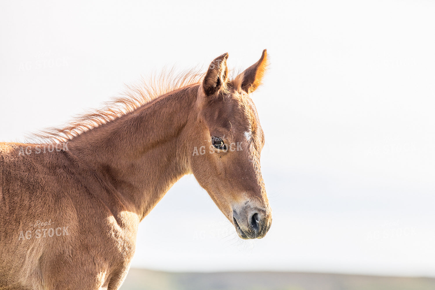 Foal 304037