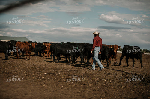 Feedyard 3031