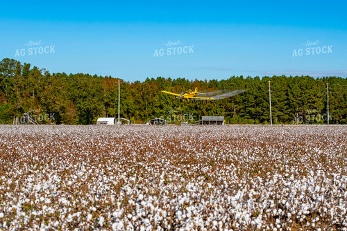 Crop Duster Spraying Cotton Field 136249