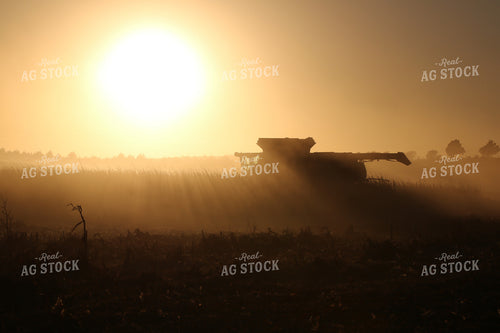 Corn Harvest at Sunset 82106