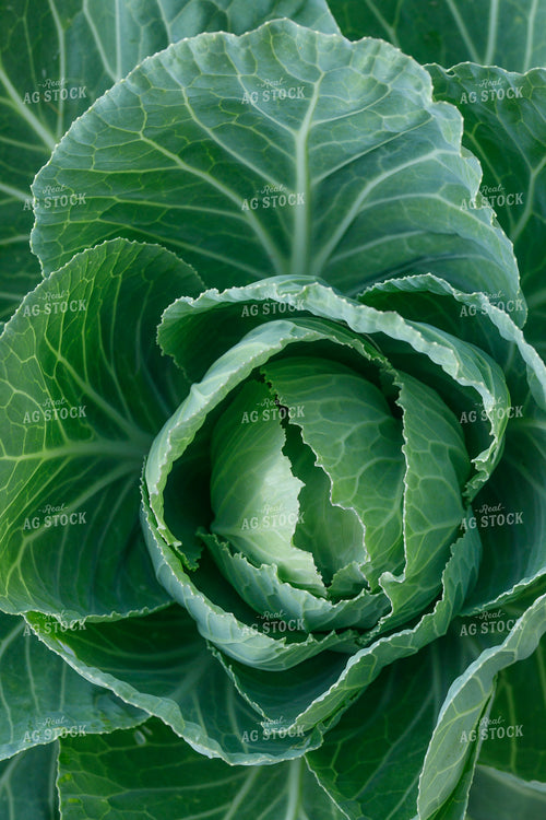 Cabbage 145069