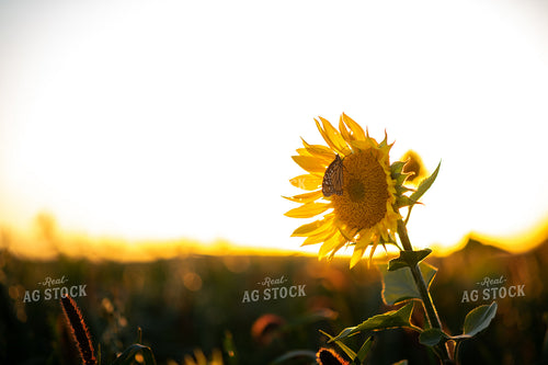 Sunflower With Monarch Butterfly Resting 76314
