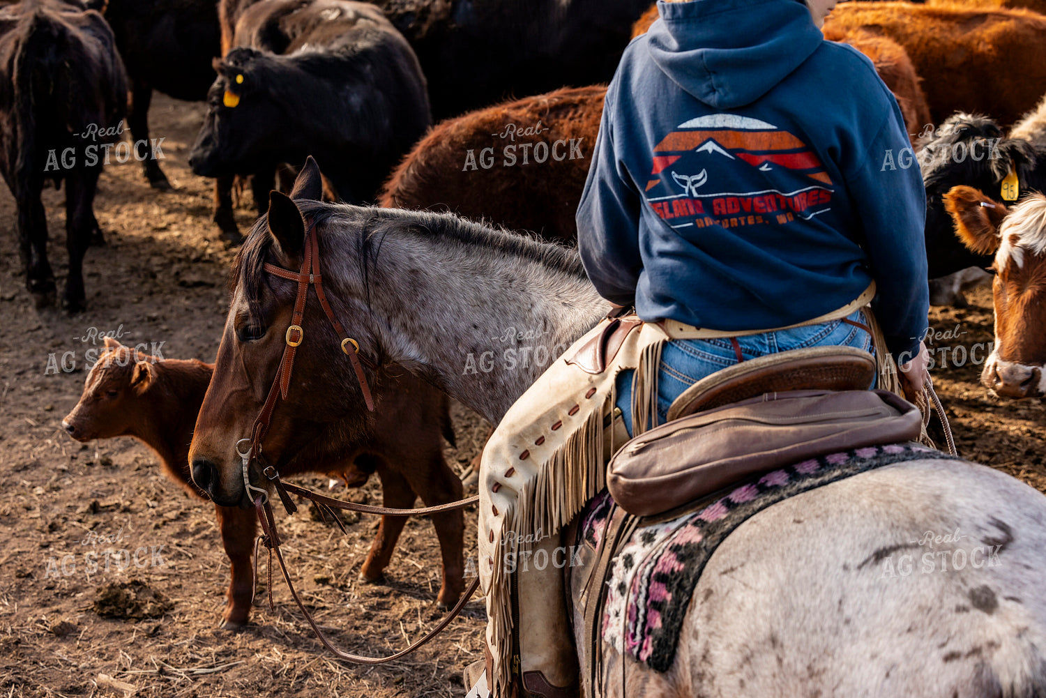 Gathering Cattle on Horseback 200044