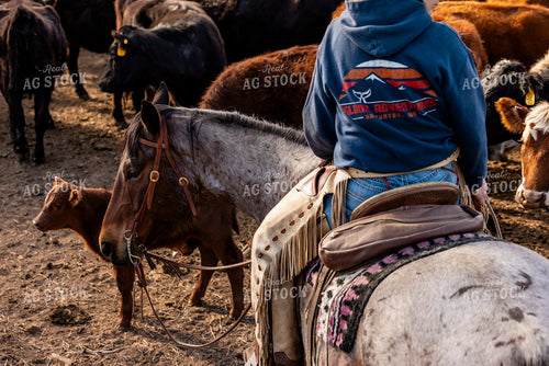 Gathering Cattle on Horseback 200044