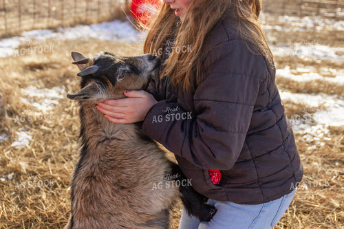 Farm Kid with Nigerian Dwarf Goat 155155