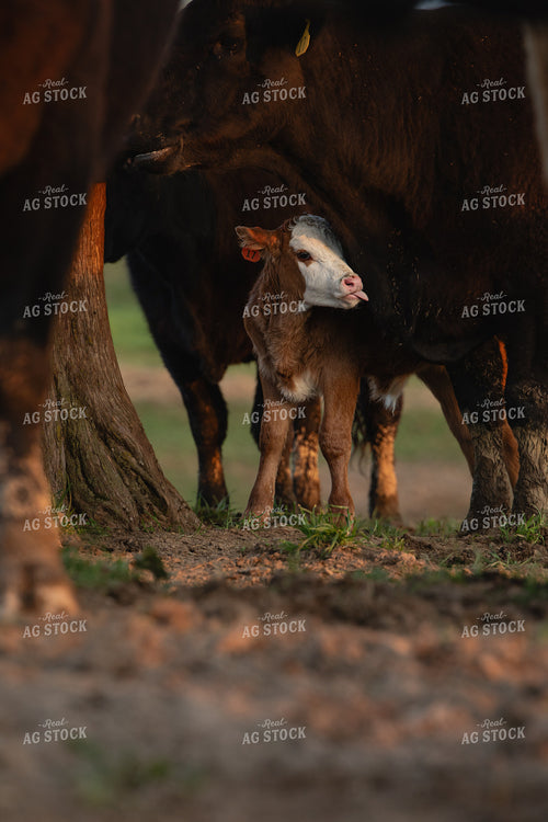 Cow Calf Pair 189030