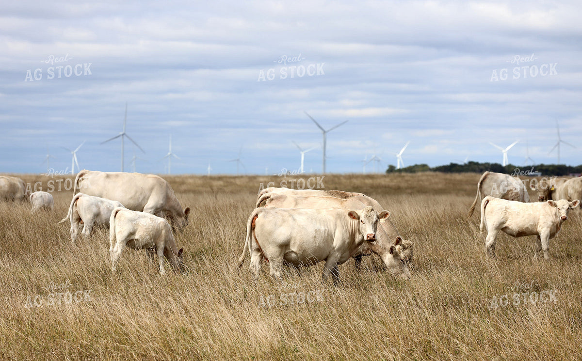Charolais Cow Calf Pairs on Pasture 141814