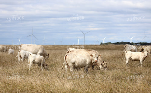 Charolais Cow Calf Pairs on Pasture 141814