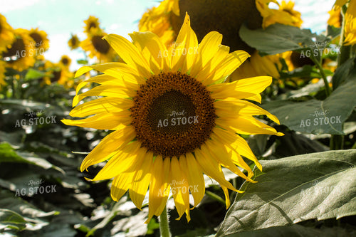 Sunflower Field 237015