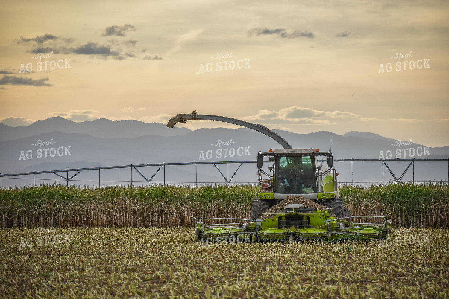Silage Harvest 56093