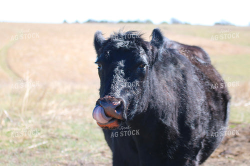 Angus Cow 82459