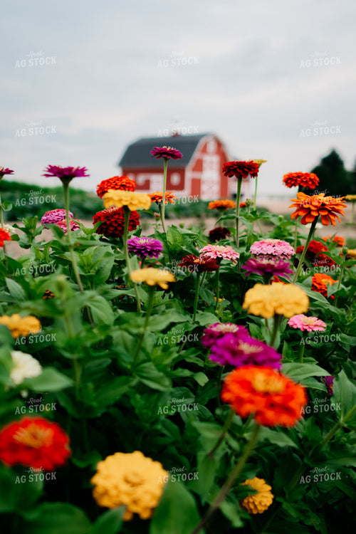 Zinnias 218059