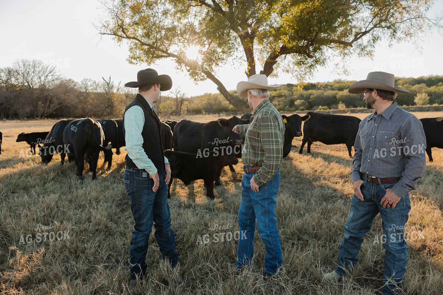 Ranchers Checking Cattle 205154