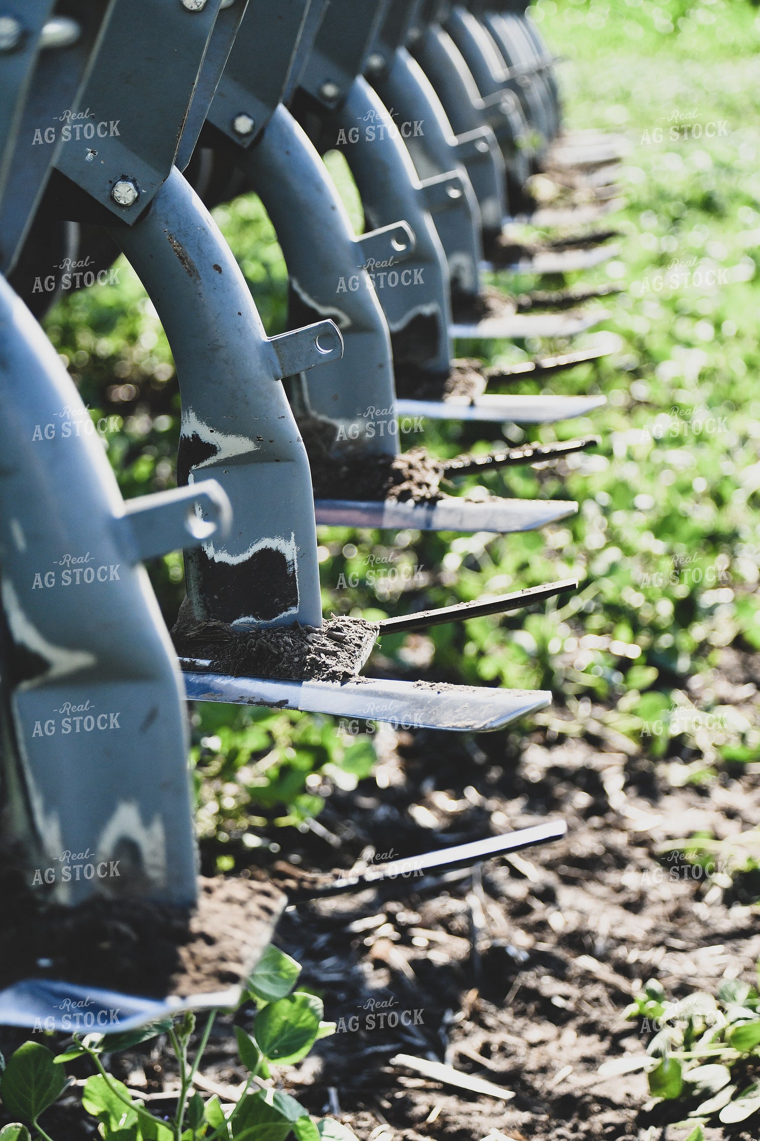 Ridge Tilling Between Rows of Soybeans 86012