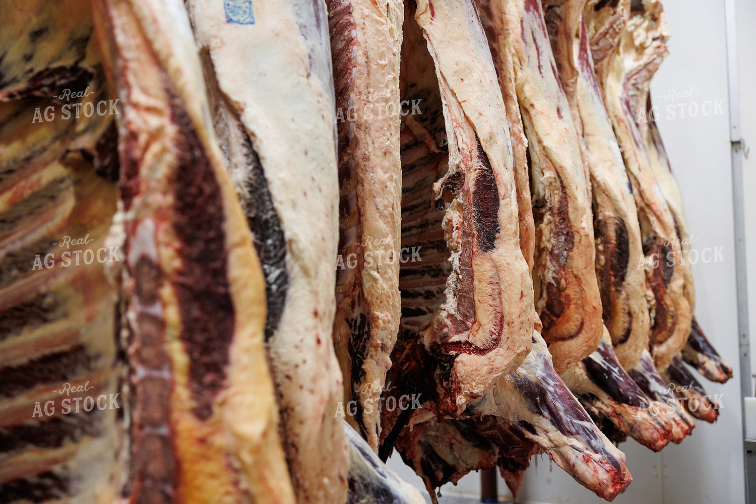 Pork Carcass 52856