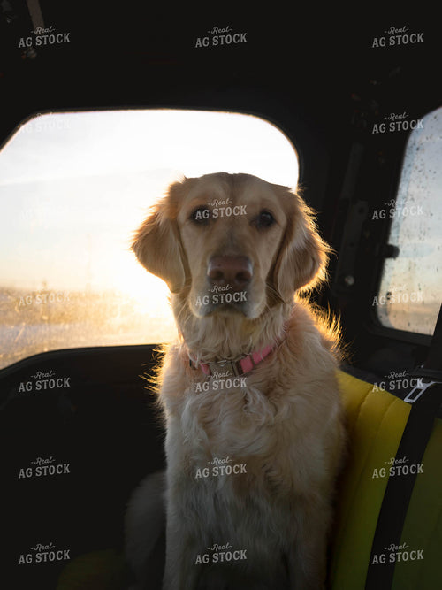 Dog Sitting in Side by Side 70163