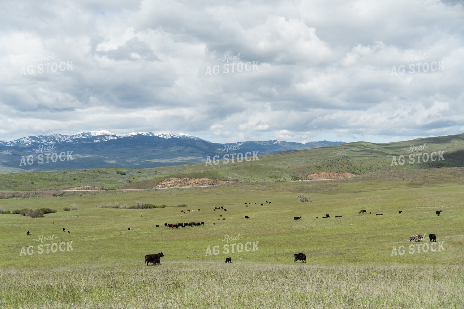 Cattle on Pasture 65643