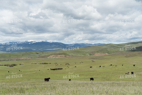 Cattle on Pasture 65643