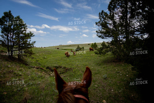 Red Angus Cattle Graze in Hilly Open Pasture Shot from Horseback 97168
