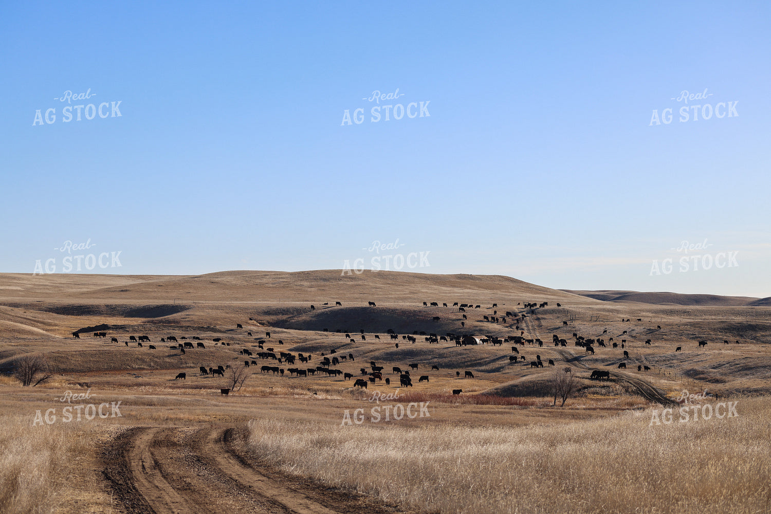 Cattle Herd Grazing 261124