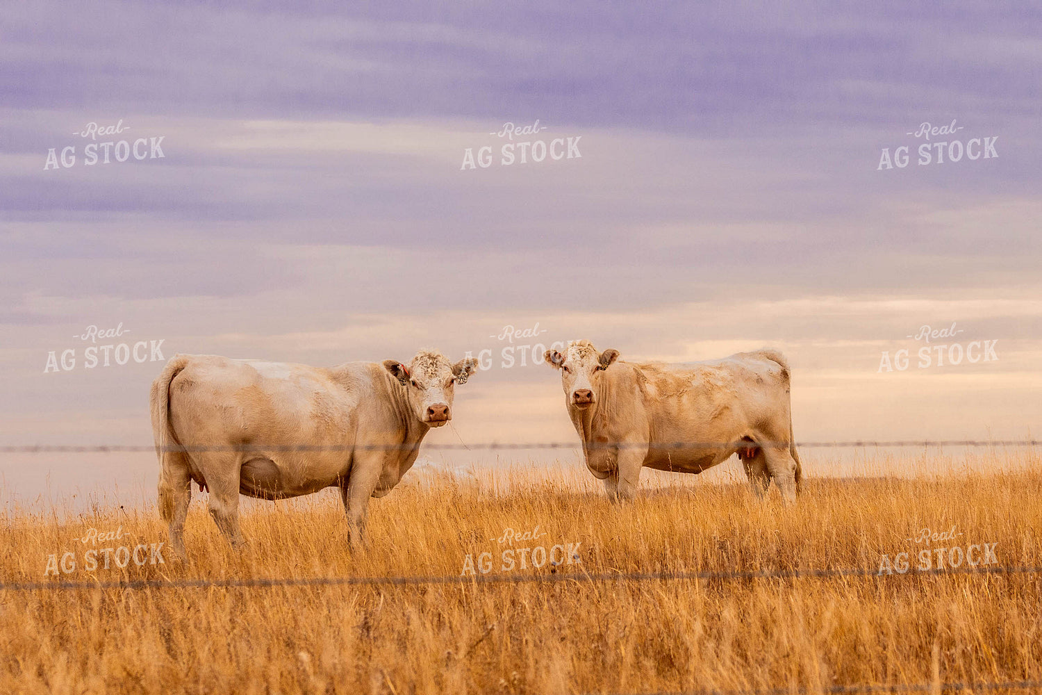 Charolais Cattle 299074