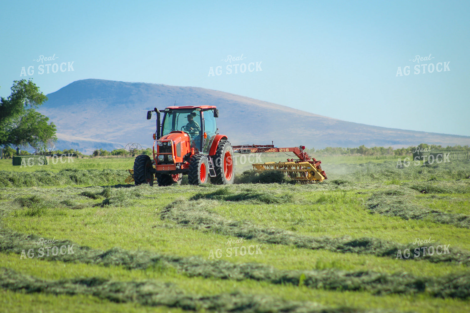 Raking / Windrowing Summer Hay Alfalfa and Mixed Grass 78132