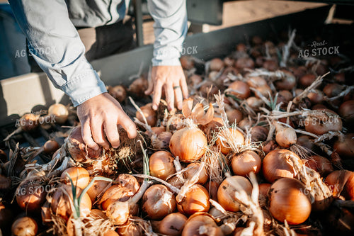 Onion Harvest 56734