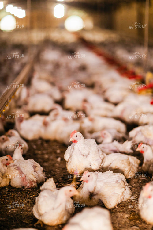 Broiler Chickens in Barn 280035