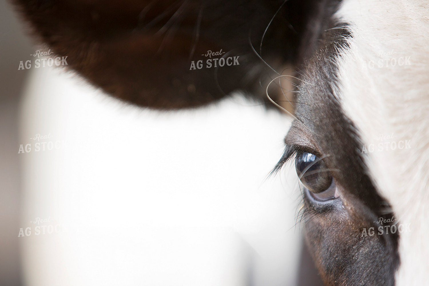 Dairy Cow Close Up 55347