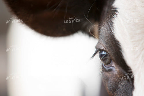 Dairy Cow Close Up 55347