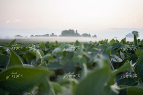 Soybeans - Mid-Season 1502