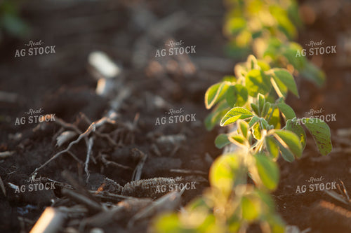 Soybeans - Mid-Season 1514