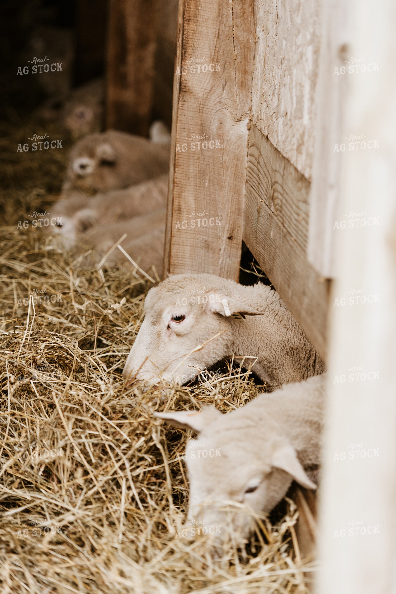 Line of Sheep Eating Straw 68126