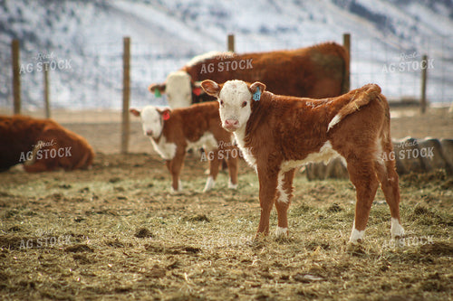 Hereford Cow and Calf Pair 78088